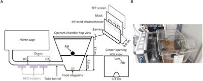 Cognitive training of mice attenuates age-related decline in associative learning and behavioral flexibility